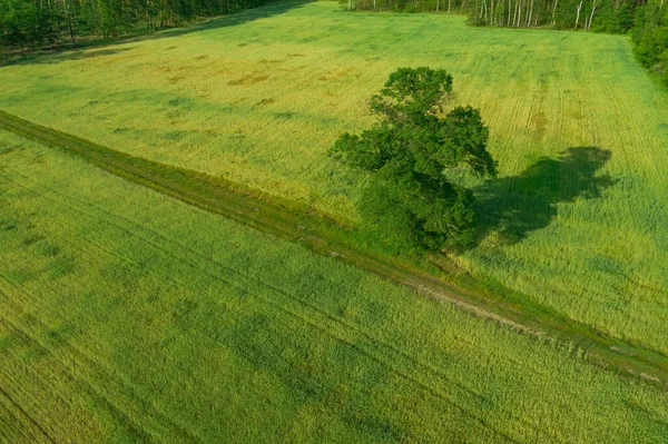 Ένα Χωράφι Καλυμμένο Πράσινο Σιτάρι Μέσα Από Οποίο Περνάει Ένας — Φωτογραφία Αρχείου