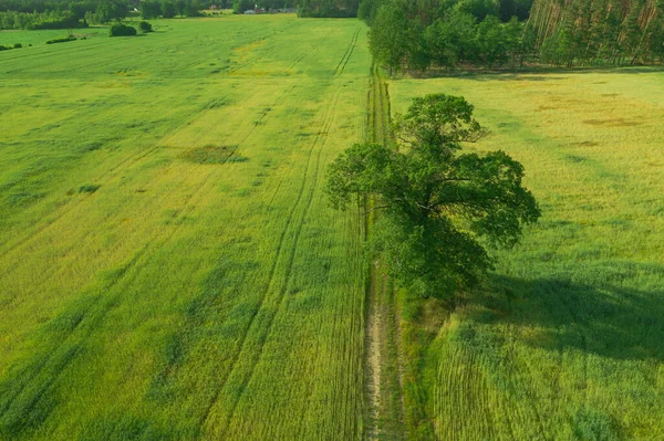 土路覆盖着绿色谷粒的田野 一条土路穿过路边长着一棵又老又高的橡树 这是一个阳光灿烂的日子 照片来自无人机 — 图库照片
