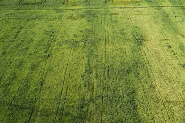 庄稼地里撒满了谷物 在一些地方 由于干旱 谷类的耳朵会枯萎 呈黄色 照片来自无人驾驶飞机的高度 — 图库照片
