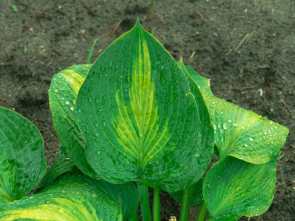 雨の後の庭 観賞用のホスタフキア植物の大きな 肉質の葉は濡れており それらは大量の水で覆われています — ストック写真