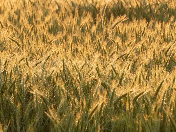 Güneşli bir akşamda, batan güneşin sıcak ışığıyla aydınlatılan tahıl kulakları. Yağmur yağıyor, kulaklarda su damlaları parlıyor..