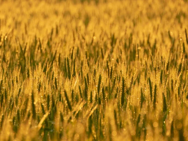 Getreideähren Einem Sonnigen Abend Erleuchtet Vom Warmen Licht Der Untergehenden — Stockfoto