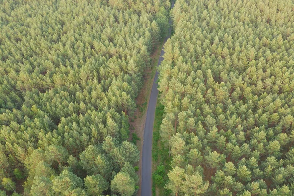 Estrada Asfalto Estreita Que Atravessa Uma Floresta Verde Densa Vista — Fotografia de Stock