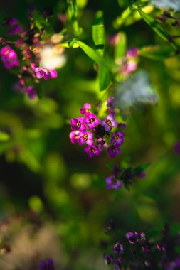 Bahçede güneşli bir yaz günü. Yeşillikler arasında, deniz kenarındaki kırbacın küçük, mor çiçeklerini görebilirsiniz..