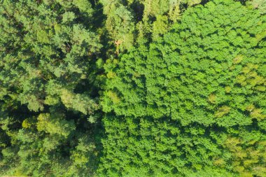 Güneşli bir günde, çok yüksek bir yerden görülen kozalaklı bir orman. Yüksek ve alçak genç ormanlar arasındaki sınırı görebilirsiniz. Fotoğraf bir İHA ile çekildi..