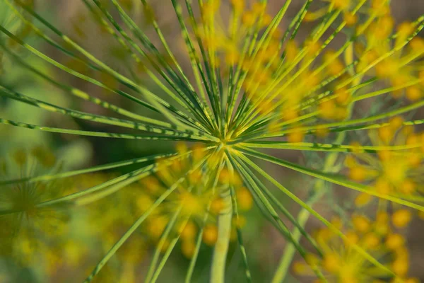 Summer Garden Sunny Clear Day Blooming Garden Dill Tiny Yellow — Stok Foto