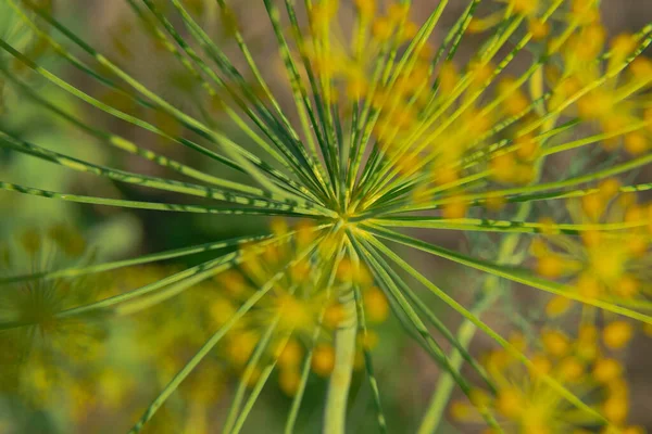 Zomer Tuin Zonnige Heldere Dag Bloeiende Tuin Dille Kleine Gele — Stockfoto