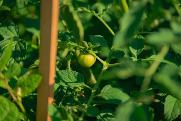 Summer Garden Tomato Bushes Growing Season Green Hairy Stems Show — Stok fotoğraf