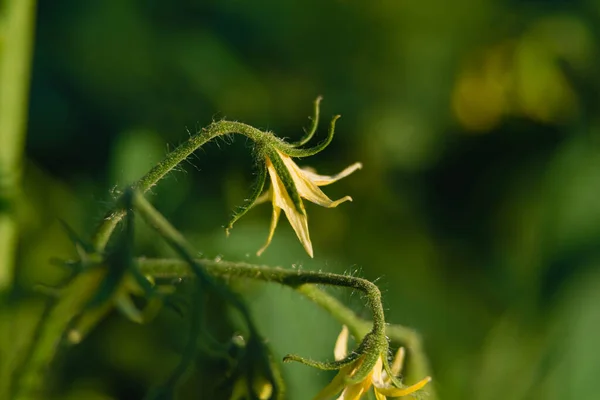 Summer Garden Tomato Bushes Growing Season Green Hairy Stems Show — Stok fotoğraf
