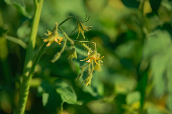 Summer Garden Tomato Bushes Growing Season Green Hairy Stems Show — Stok fotoğraf