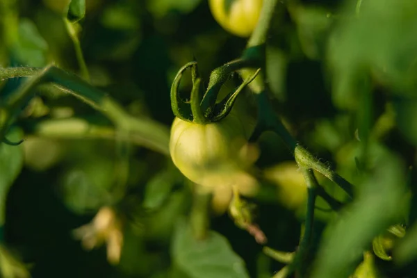 Summer Garden Tomato Bushes Growing Season Green Hairy Stems Show — 스톡 사진