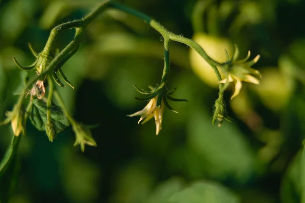 Summer Garden Tomato Bushes Growing Season Green Hairy Stems Show — ストック写真