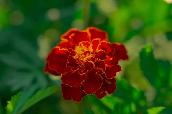 Sunny Day Garden Marigold Flowers Has Red Petals Orange Center — Stock Photo, Image