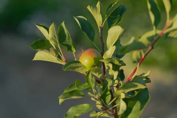 Słoneczny Dzień Ogrodzie Jabłoń Zielonymi Liśćmi Wśród Których Widać Młode — Zdjęcie stockowe