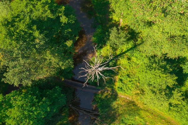 Lowland Small River Sunny Day Shores Covered Grass Footbridge River — Fotografia de Stock