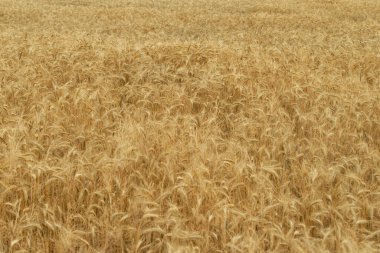 Ripe ears of grain. A field covered with ripe grain. The ears are bent under the weight of the grain, the dried blades are yellow. It's a sunny day.