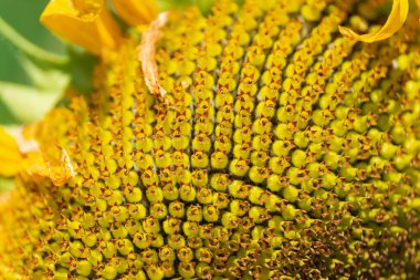 Sunny day in the garden. The sun illuminates the beautiful sunflower flower. Among the flowers one can see bumblebees collecting nectar and pollen.