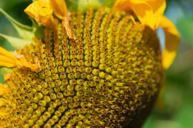 Sunny day in the garden. The sun illuminates the beautiful sunflower flower. Among the flowers one can see bumblebees collecting nectar and pollen.