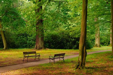 Empty park alley on a cloudy summer day. There are empty benches by the alley. There are green trees around.