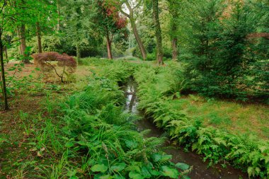 The park area is covered with grass, bushes and trees. A small stream flows among the greenery. The shores are overgrown with ferns leaning over the stream.