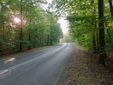 Asphalt road in a deciduous, high forest. It's a sunny morning. There is a slight mist over the road.