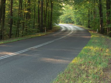 Asphalt road in a deciduous, high forest. It's a sunny morning. There is a slight mist over the road.