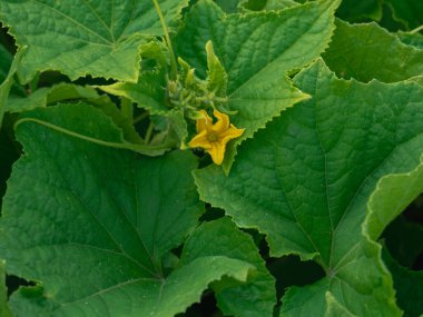 A garden on a summer day. Green field cucumber climber during the growing season. Among the leaves you can see yellow flowers and small cucumbers.