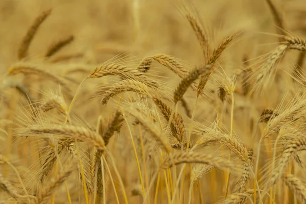 Ripe Ears Grain Field Covered Ripe Grain Ears Bent Weight — Fotografia de Stock