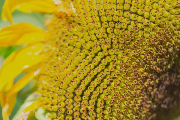 Sunny day in the garden. The sun illuminates the beautiful sunflower flower. Among the flowers one can see bumblebees collecting nectar and pollen.