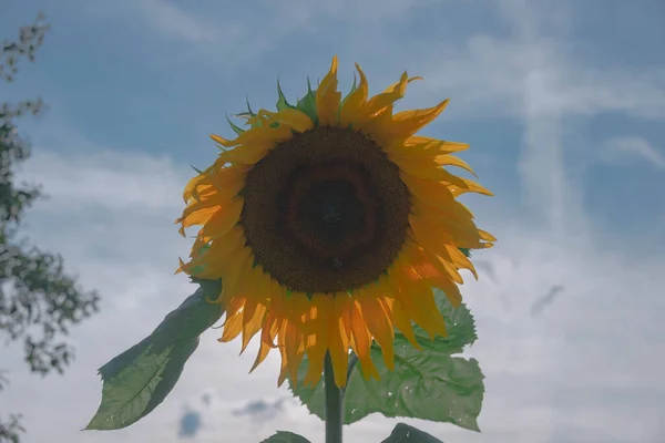 Солнечный День Саду Солнце Освещает Красивый Цветок Подсолнуха Среди Цветов — стоковое фото