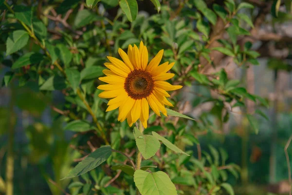 Сонячний День Саду Сонце Освітлює Красиву Квітку Соняшнику Серед Квітів — стокове фото