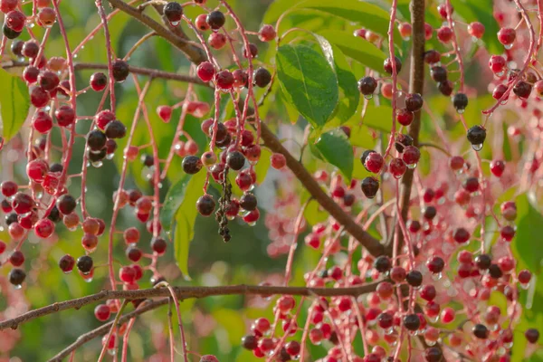 Unripe fruits of the bird cherry on a sunny morning. Against the background of branches and green leaves, you can see small red and navy blue fruits gathered in clusters. It was raining, and you can see drops of water on the fruit.