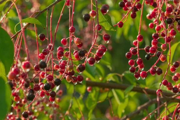 Unripe fruits of the bird cherry on a sunny morning. Against the background of branches and green leaves, you can see small red and navy blue fruits gathered in clusters. It was raining, and you can see drops of water on the fruit.