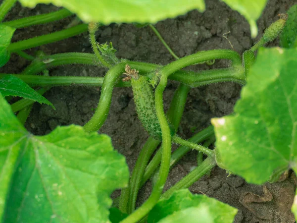 Garden Summer Day Green Field Cucumber Climber Growing Season Leaves — Stock Photo, Image