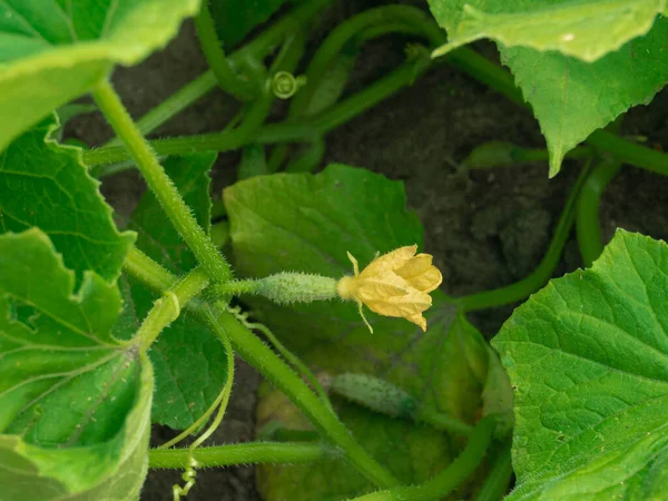 Garden Summer Day Green Field Cucumber Climber Growing Season Leaves — Stockfoto