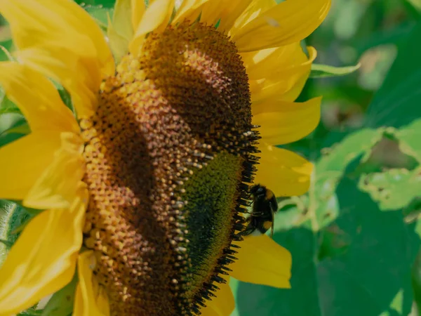 Sunny Day Garden Sun Illuminates Beautiful Sunflower Flower Flowers One — Stockfoto