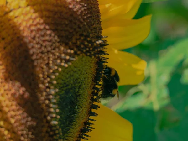 Sunny Day Garden Sun Illuminates Beautiful Sunflower Flower Flowers One — Stok fotoğraf