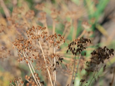 Summer in the garden. A sunny, clear day. Dry, brown stalk of garden fennel. At the top of the stem there is an inflorescence with tied seeds.