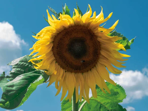 Солнечный День Саду Солнце Освещает Красивый Цветок Подсолнуха Среди Цветов — стоковое фото