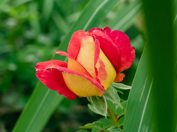 Summer Garden Red Yellow Rose Bud Green Blades Grass Background — Stock Photo, Image