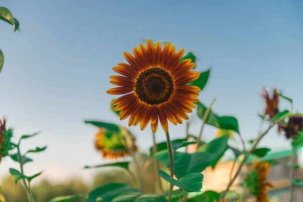 Decorative sunflower flower on a sunny day. The center of the flower is dark, the petals are red-yellow in color.