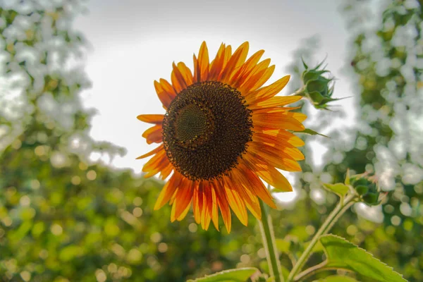 Decorative sunflower flower on a sunny day. The center of the flower is dark, the petals are red-yellow in color.
