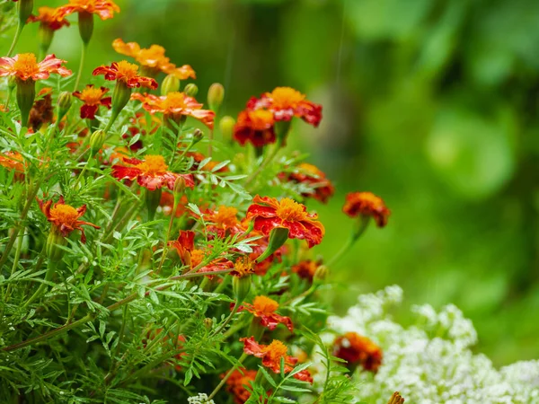 Garden after the rain. The numerous red-orange flowers of the leafy flower, leaves and stems of the plants are wet from the falling rain. In the background, there are white, small flowers of the seaside dragonfly.