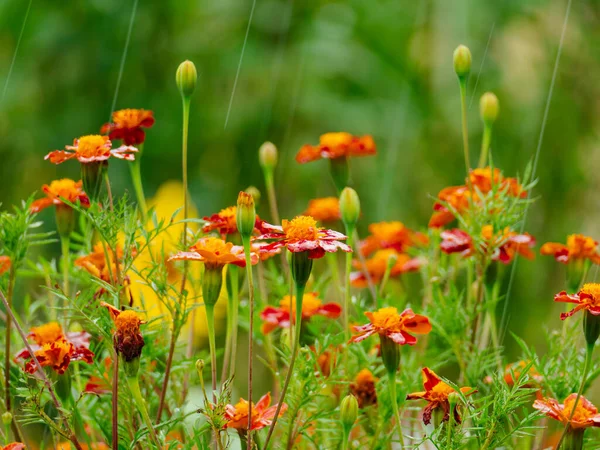 Garden after the rain. The numerous red-orange flowers of the leafy flower, leaves and stems of the plants are wet from the falling rain. In the background, there are white, small flowers of the seaside dragonfly.