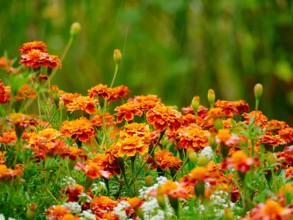 Garden after the rain. The numerous red-orange flowers of the leafy flower, leaves and stems of the plants are wet from the falling rain. In the background, there are white, small flowers of the seaside dragonfly.