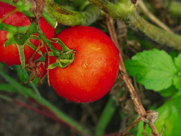 雨の後の庭 熟した赤い果実 葉と雨滴で覆われた茎を持つトマトの茂み — ストック写真