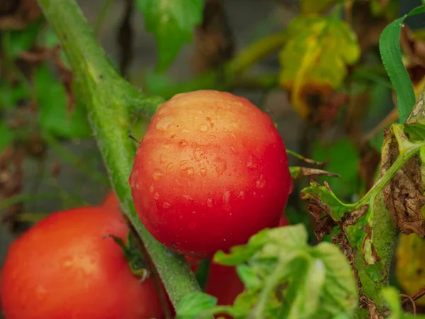 Trädgård Efter Regnet Tomatbuskar Med Mogna Röda Frukter Blad Och — Stockfoto