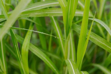Yağmur dindikten sonra bahçe. Miscanthus, uzun süs otları, büyük, kalın yapraklarla kaplı büyük su damlaları..
