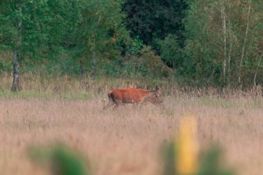 Kuru sarı çimlerle kaplı bir ormanda geyik. Geyik çiftleşme mevsimi, sonbahardayız..