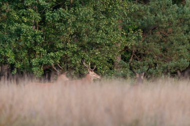 Kuru sarı çimlerle kaplı bir ormanda geyik. Geyik çiftleşme mevsimi, sonbahardayız..